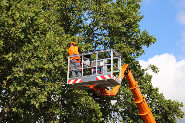 Best Arborist Consultation Services  in West Rancho Dominguez, CA